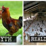 So sánh chất lượng trứng gà từ hai hệ thống nuôi: chuồng lồng và nuôi tự do