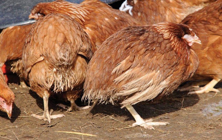 Coccidiosis in chicken treatment in Kenya - ECOCHICKS POULTRY LTD