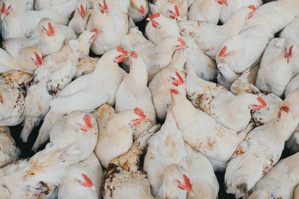 What Is Chicken Factory Farming, and How Bad Is It? | FFAC