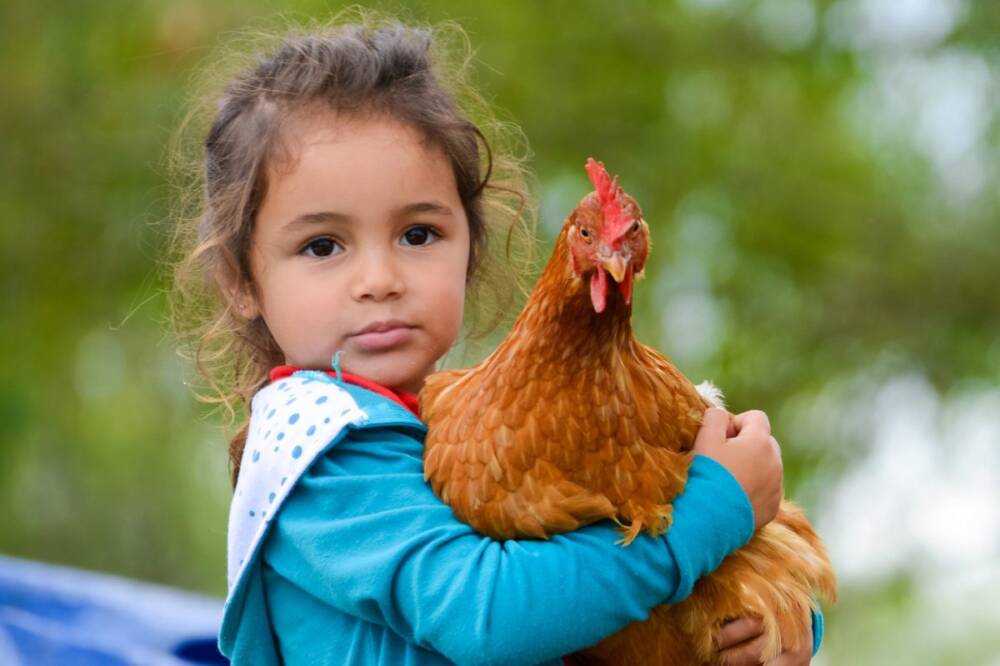 The inner lives of chickens: intelligence, self-control and empathy | World Animal Protection