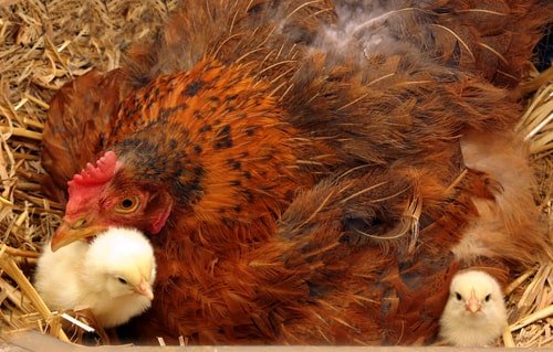 The 10 reasons why you need to raise your chicks like a mama hen (and how  to do it!) — The Featherbrain