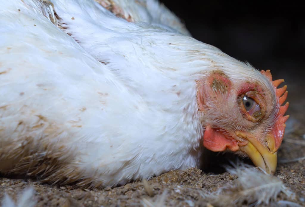 Coccidiosis in Chickens: Cause, Symptoms, Treat and Prevention