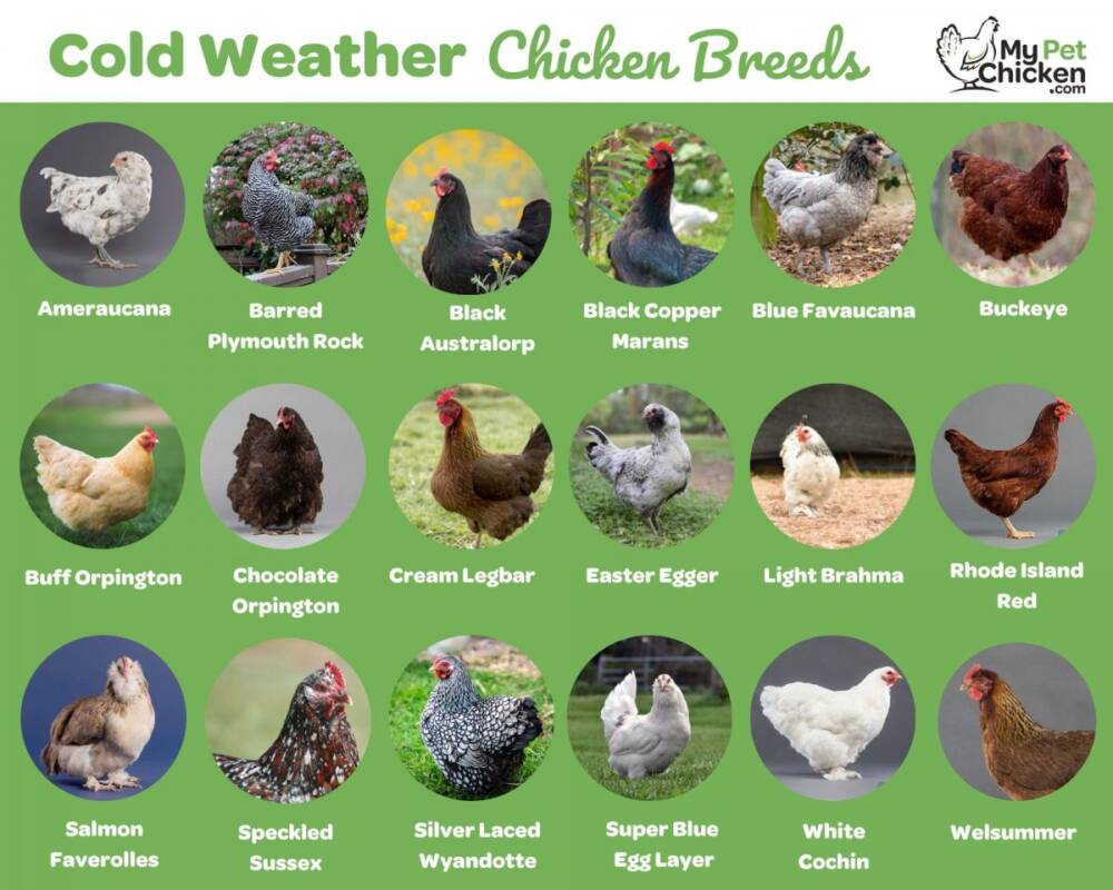 Best Chickens for Cold Weather - My Pet Chicken