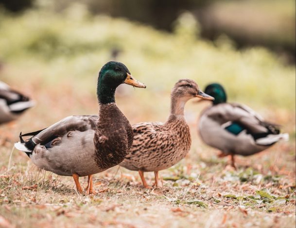 Duck Farming : Important aspects and complete management | Livestock & Poultry Middle East