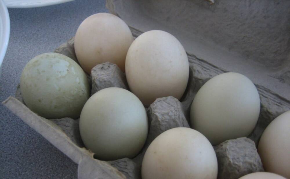 Everything You Need to Know About Duck Eggs - Modern Farmer