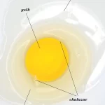 Lòng trắng trứng: Thực phẩm tốt cho sức khỏe ✅