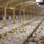 Ngày Tôn Trọng Gà Quốc Tế: Tại sao chúng ta nên quan tâm đến gà?
