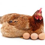 Bí mật đằng sau ngành nuôi gà đẻ trứng thương mại ở Anh