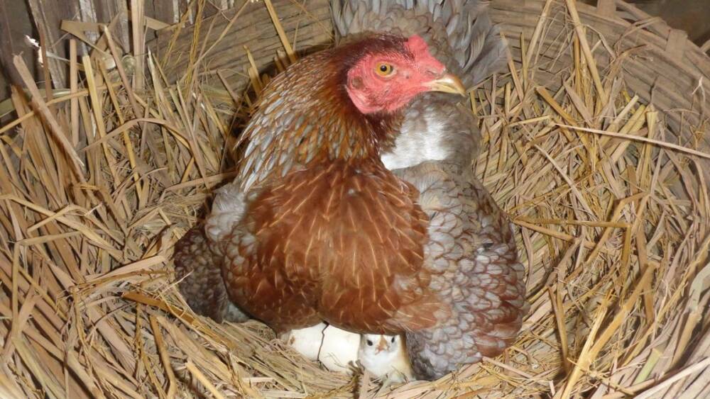 How to Hatch Chicken Eggs Without an Incubator: Vet-Reviewed Facts & FAQs | Pet Keen