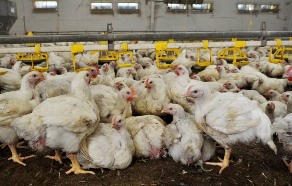 Factory Chickens: What Is Life Like for Chickens in Factory Farms?