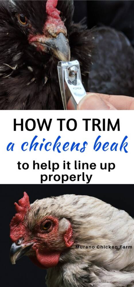 How to trim a chickens beak - Murano Chicken Farm