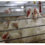 Ngành chăn nuôi gà công nghiệp và sự đau khổ của động vật: Một cái nhìn sâu hơn