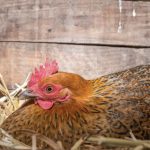 Cách dời ổ một con gà mái đang ấp trứng một cách an toàn