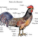 Những thuật ngữ thông dụng về gà mà bạn nên biết (tiếng Anh - Việt)