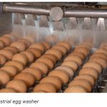 Bí mật đằng sau cách người Thụy Điển bảo quản trứng gà mà không cần cấp lạnh