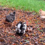 Lợi ích của việc nuôi gà sân vườn
