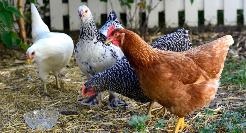 Is raising backyard chickens safe for your family? | Cape Cod Health News