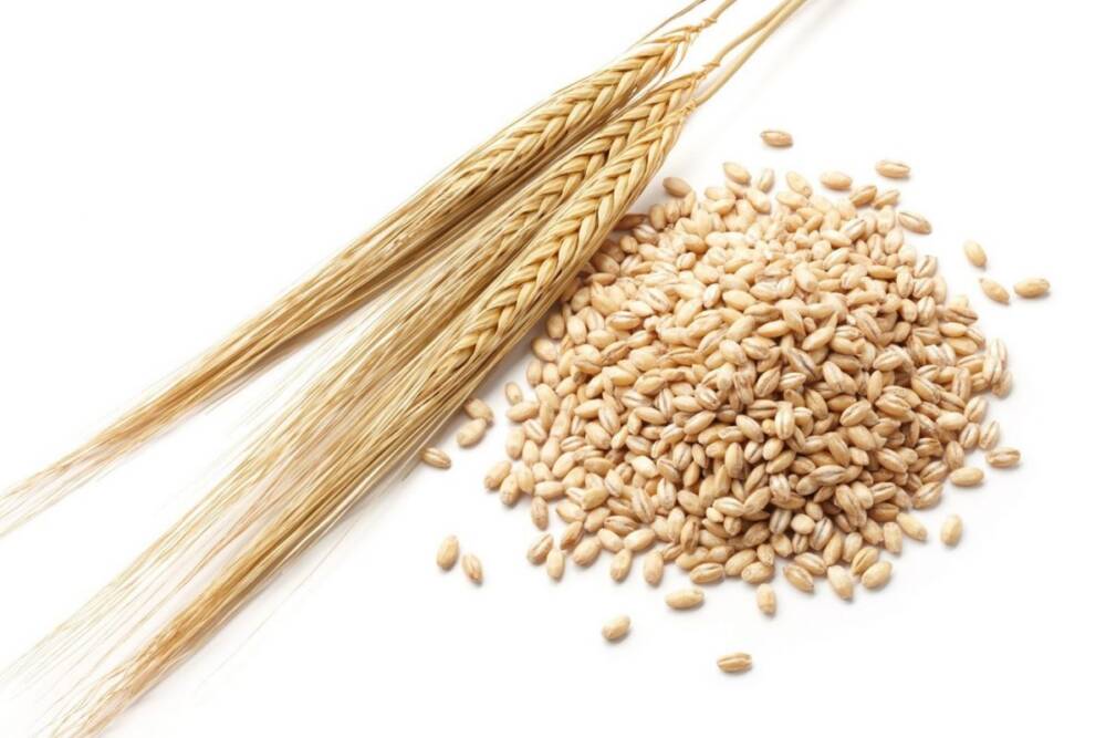 Đạm lúa mạch - Cuộc cách mạng trong ngành thức ăn thủy sản
