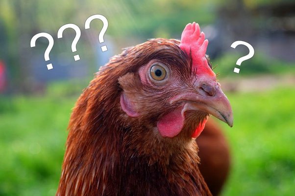Are chickens intelligent? - Quora