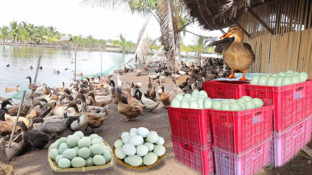 INSIDE THE MOST SUCCESSFUL DUCK FARM & CHICKEN LAYER POULTRY │ Farming│ - YouTube