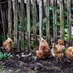 Vương quốc Anh: Nuôi gà trong vườn nhà sẽ phải tuân theo quy định mới (08/03/2023)