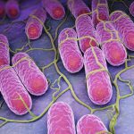 FSIS đề xuất chiến lược mới để kiểm soát Salmonella trong sản phẩm gia cầm