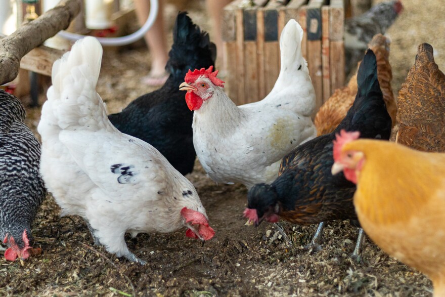 Rising Egg Prices Are For The Birds. Maybe It's Time To Raise Backyard Chickens | LAist