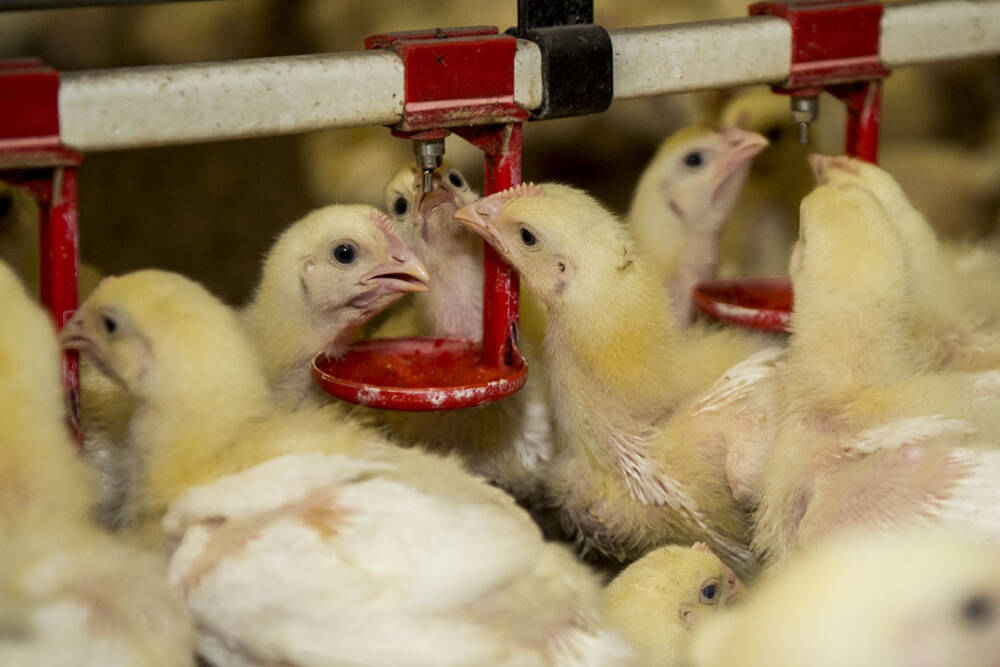 Ensuring water quality in poultry production - Poultry World