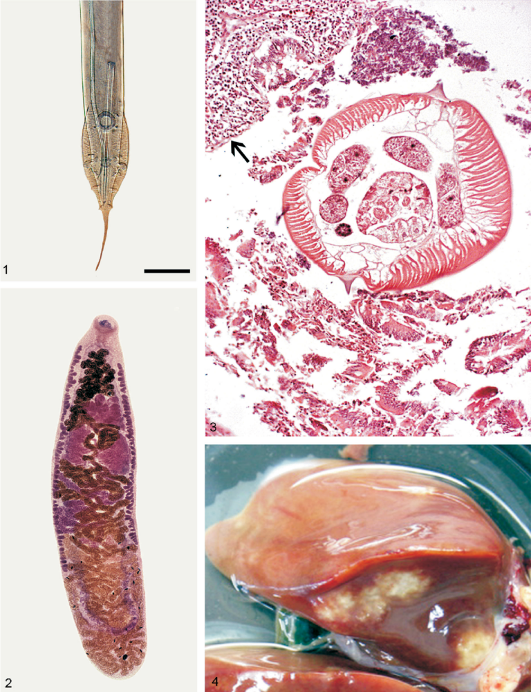 Figure 1 from Prevalence and pathology of the nematode Heterakis ...