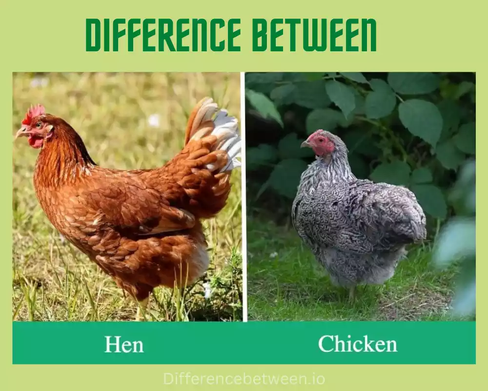 You are currently viewing Difference Between Chicken and Hen