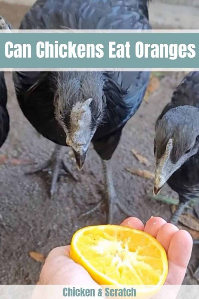Can Chicken Eat Oranges? (Benefits, Risks, and Feeding Tips)