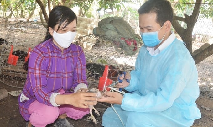 Để ngăn chặn bệnh cúm gia cầm hiệu quả, UBND tỉnh Bắc Giang nhấn mạnh công tác tiêm phòng vacxin trên đàn vật nuôi. Ảnh: TL.
