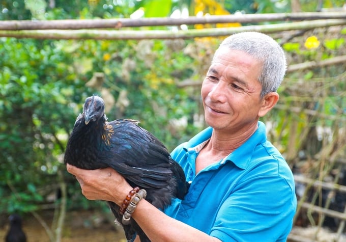 So với các giống gà thả vườn truyền thống ở Quảng Ngãi, giống gà H'Mông có giá cao hơn từ 15.000 - 20.000 đồng/kg. Ảnh: L.K.