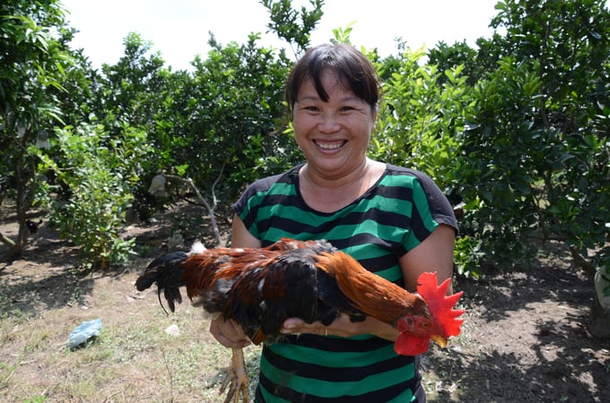Một mô hình nuôi gà thả vườn ở ngoại thành Hà Nội. Ảnh: Dương Đình Tường.