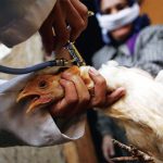Mitigating Avian Pox in Poultry: An In-depth Strategic Guide