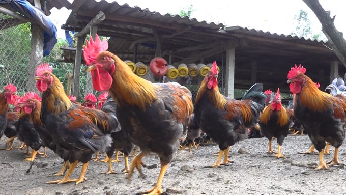 Giống gà được chọn nuôi là gà Mía với bộ lông đẹp, chân vàng, mào to, cao và đỏ đậm. Ảnh: K.Y.